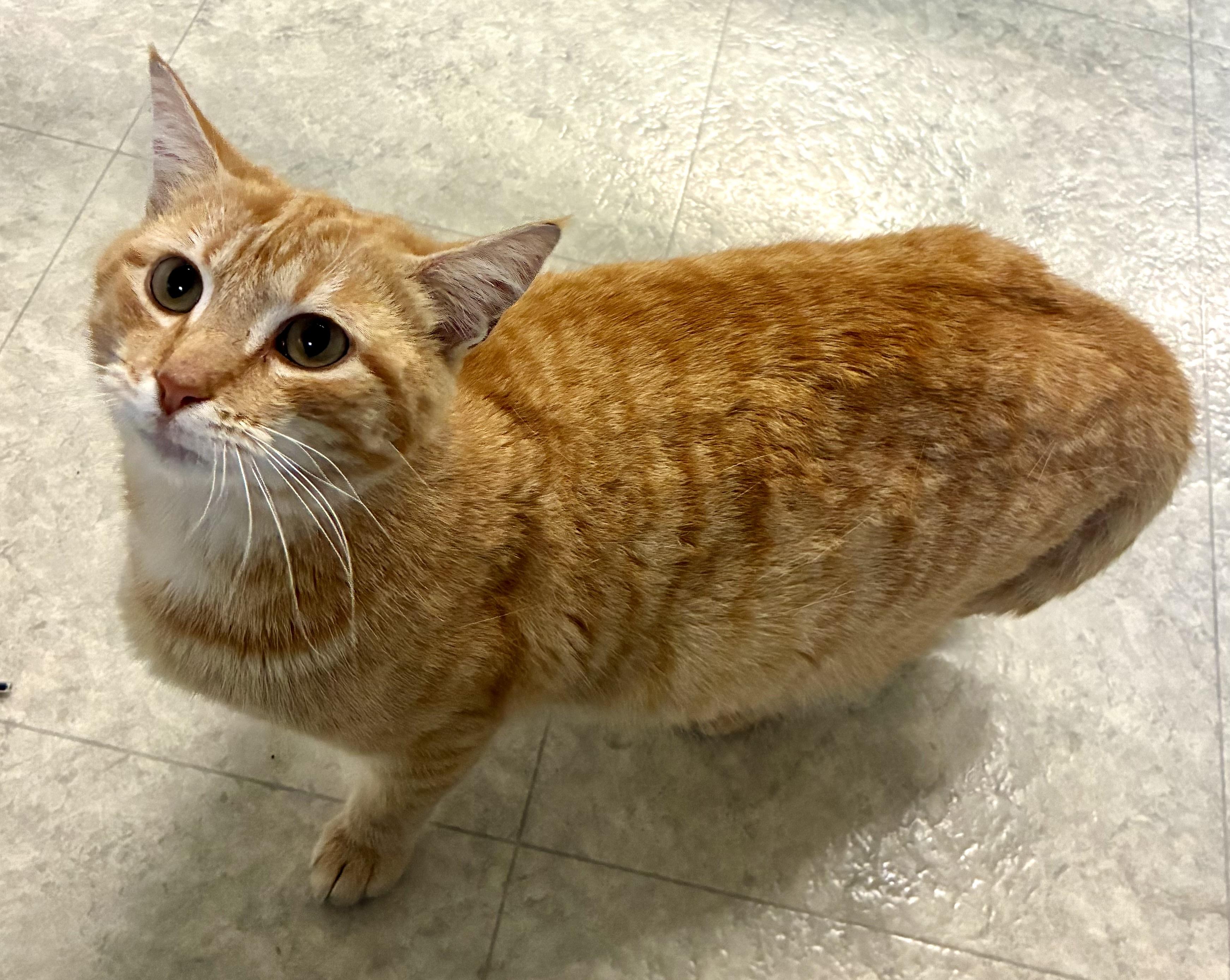 MARMALAID, a ADOPTABLE Domestic Short Hair in Louisa, KY image 2/4