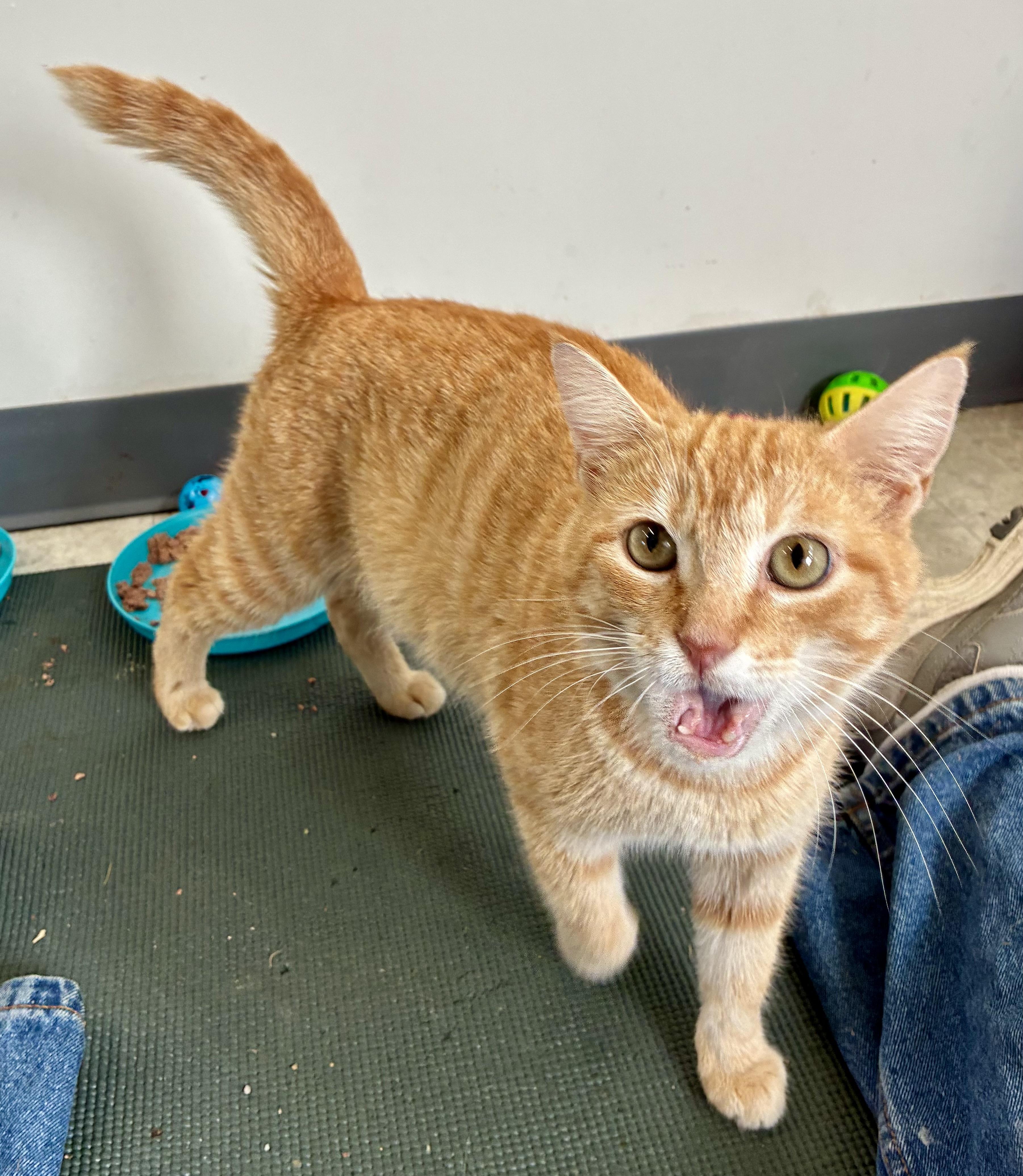 MARMALAID, a ADOPTABLE Domestic Short Hair in Louisa, KY image 4/4