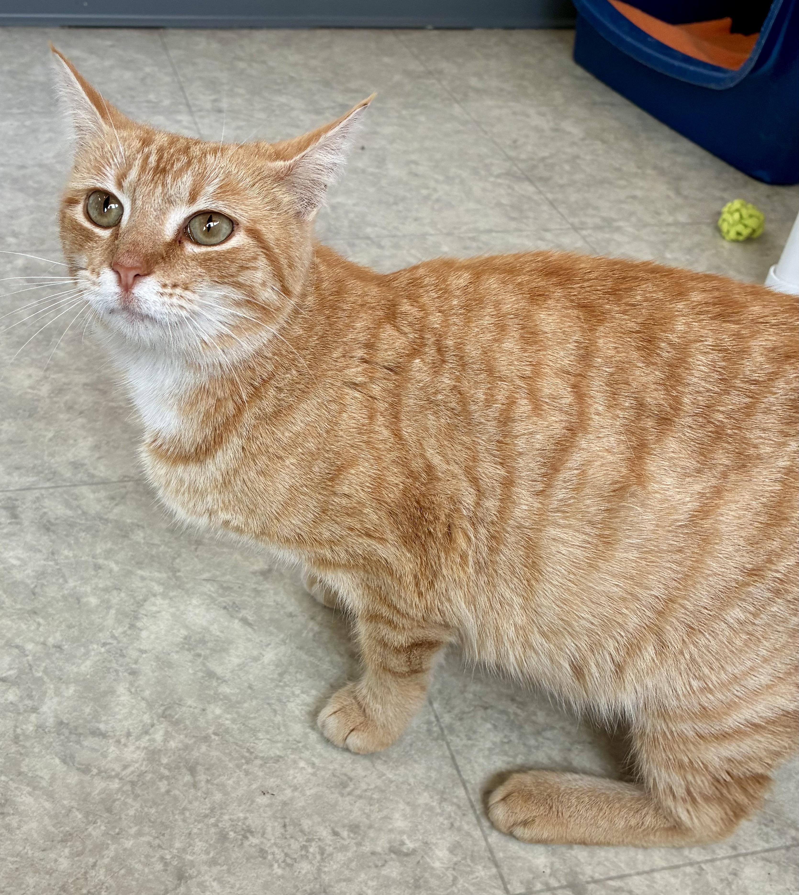 MARMALAID, a ADOPTABLE Domestic Short Hair in Louisa, KY image 1/4