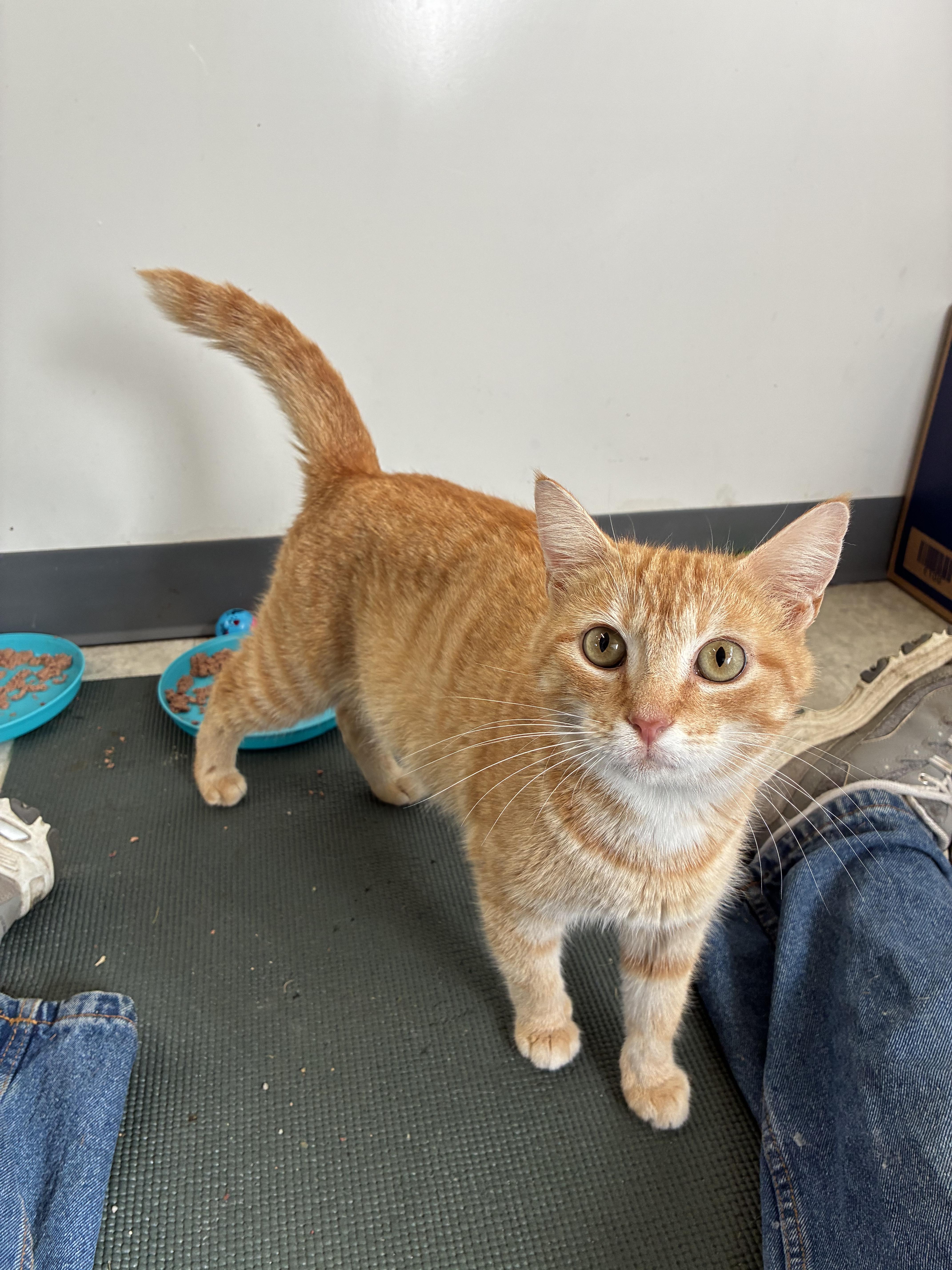 MARMALAID, a ADOPTABLE Domestic Short Hair in Louisa, KY image 3/4