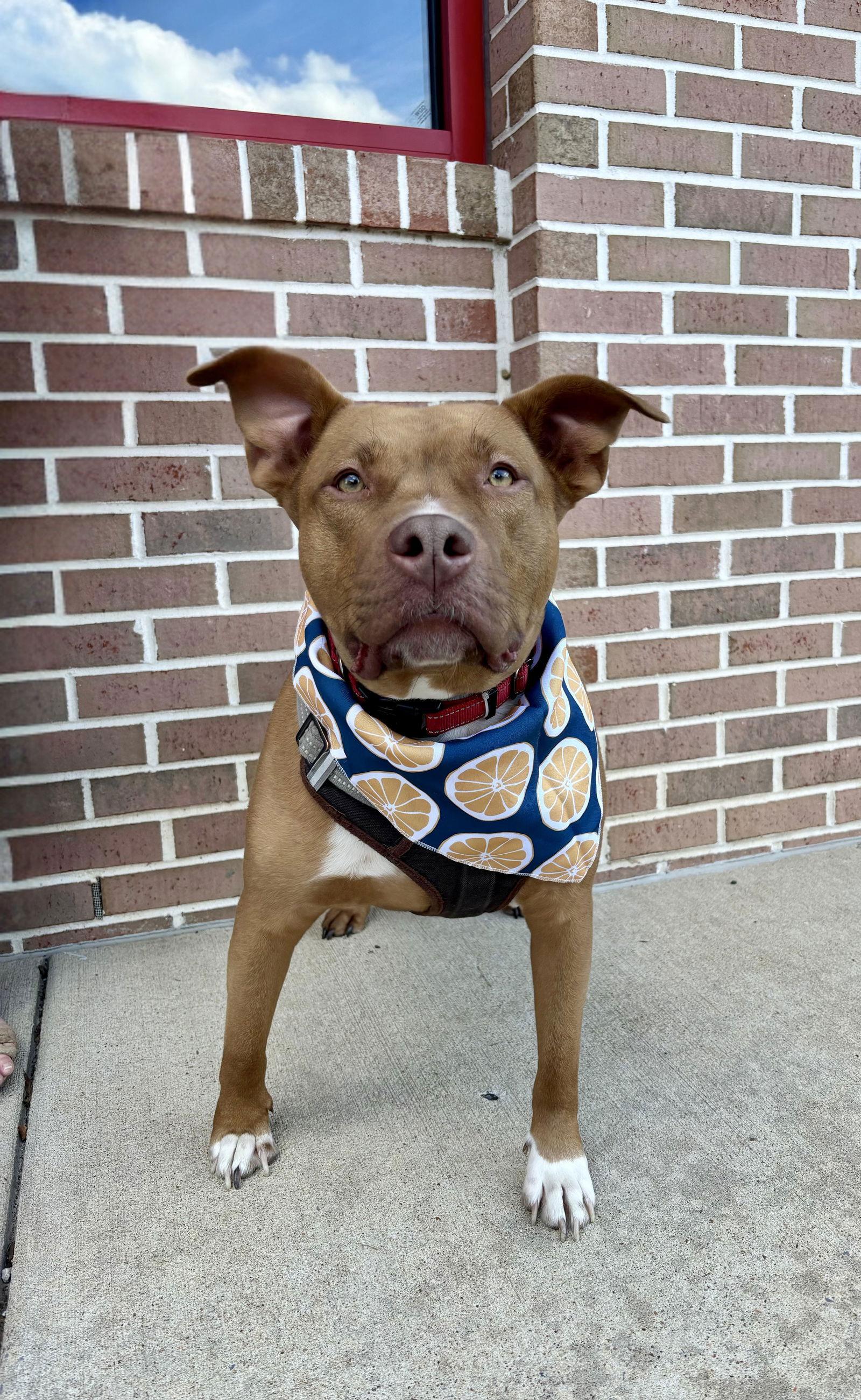 GUNNER, Adoptable, Adult Male Pit Bull Terrier.
