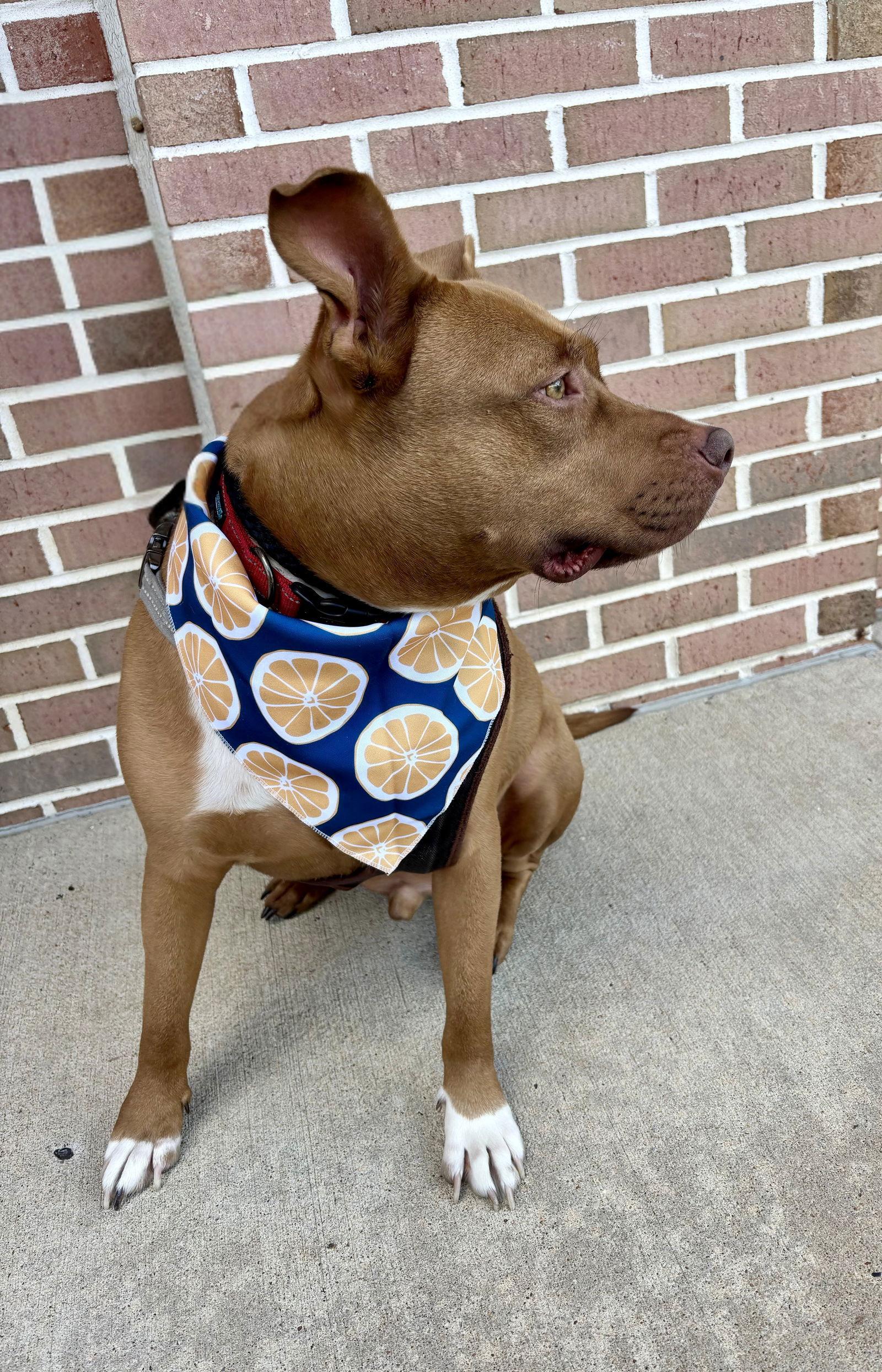 Enlarge GUNNER, a Adoptable Pit Bull Terrier in Griswold, CT image 2/3