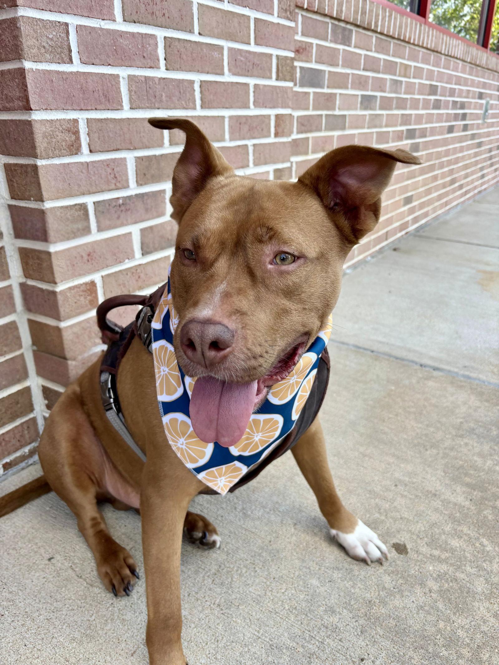 Enlarge GUNNER, a Adoptable Pit Bull Terrier in Griswold, CT image 3/3