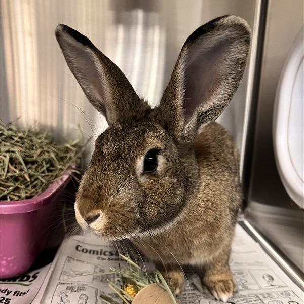 Enlarge Jackie, a Adoptable Bunny Rabbit in Tacoma, WA image 1/2