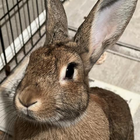 Enlarge Jackie, a Adoptable Bunny Rabbit in Tacoma, WA image 2/2