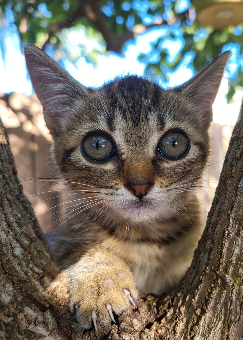 Eeyore, Adoptable, Kitten Female Domestic Short Hair.