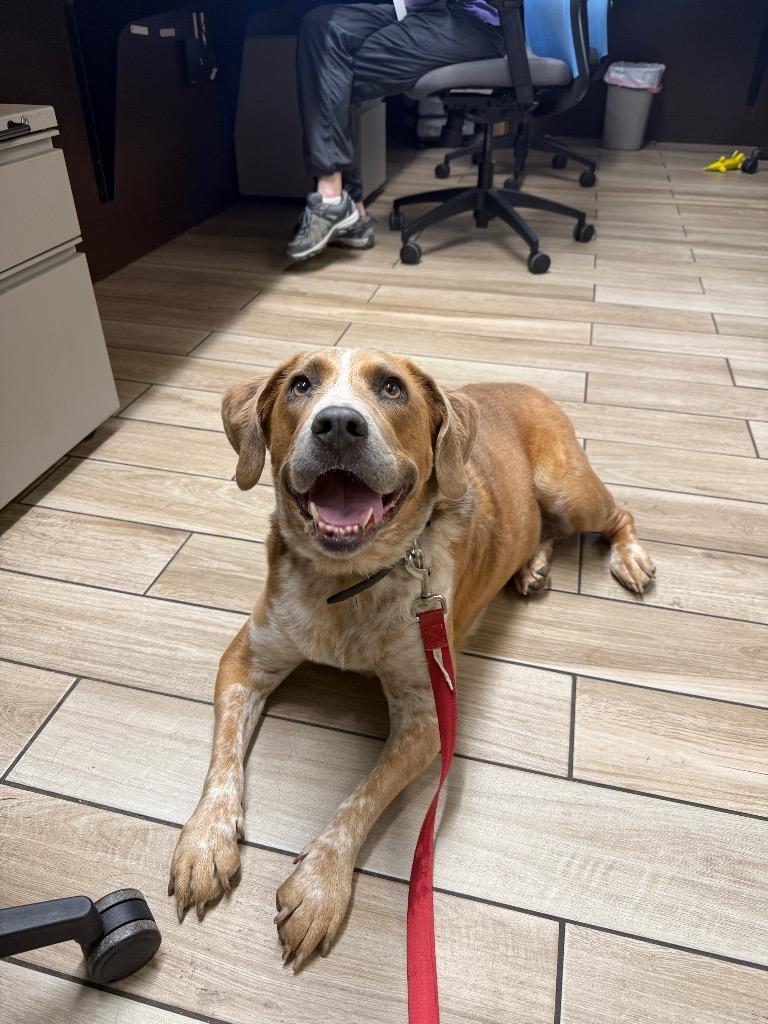 Baby Blue, Adoptable, Adult Female Beagle & Mixed Breed.