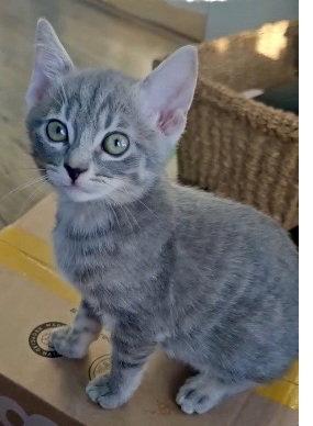 Kenzie, Adoptable, Kitten Female Domestic Short Hair.