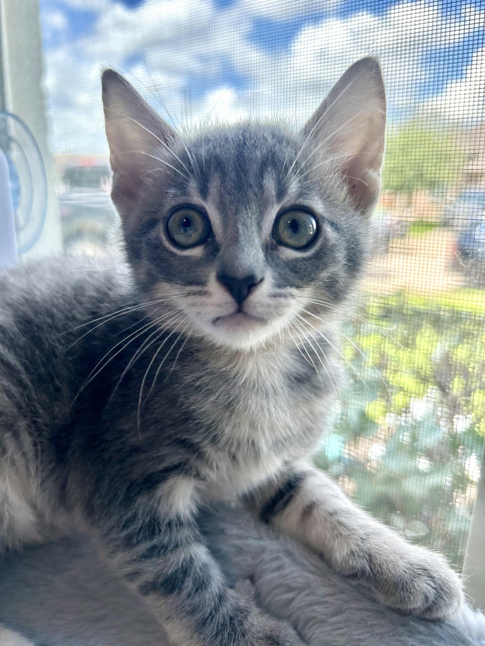 Kenzie, a Adoptable Domestic Short Hair in Alvin, TX image 2/2