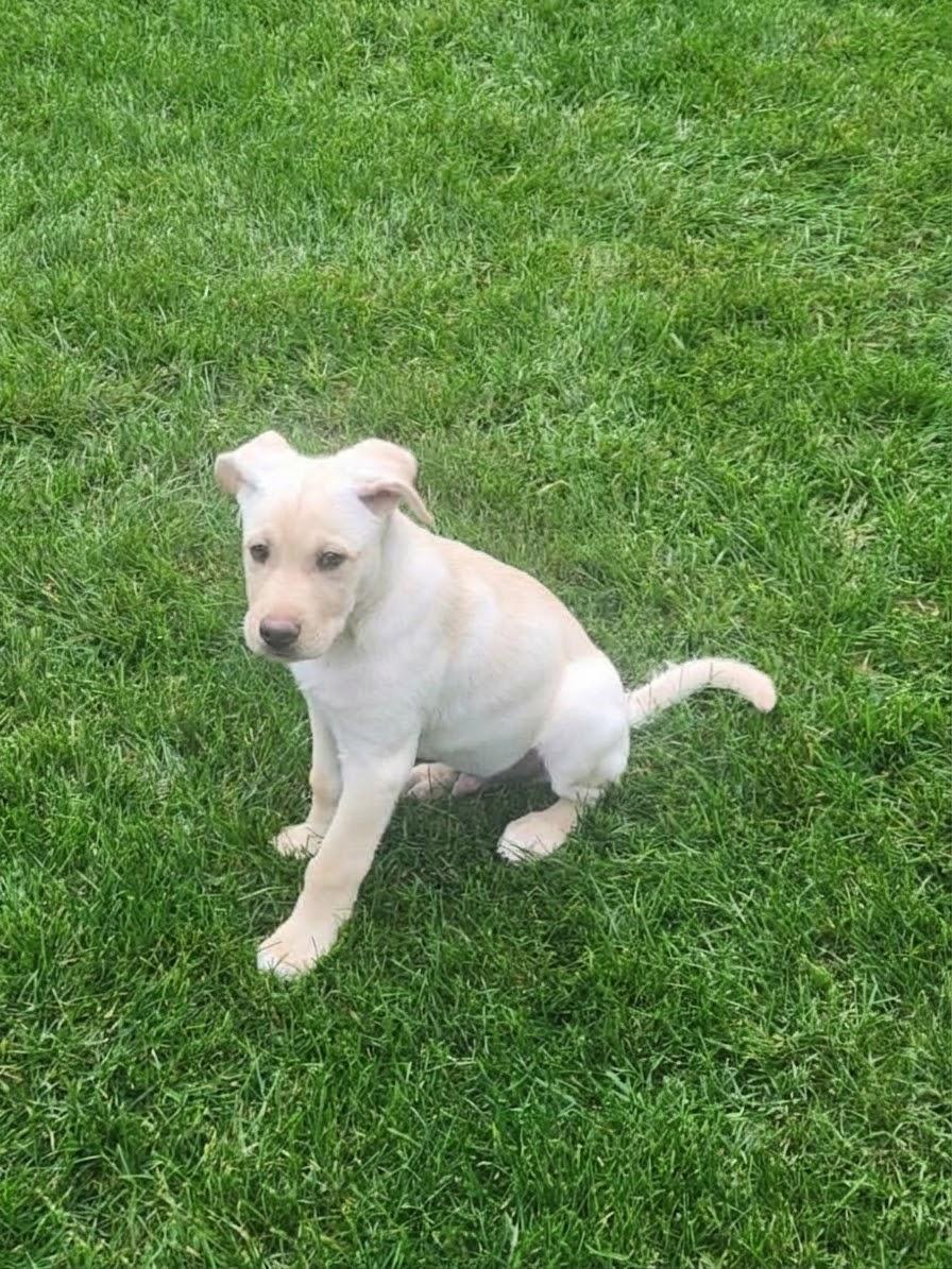 **FOZZIE**, Adoptable, Puppy Male Labrador Retriever.