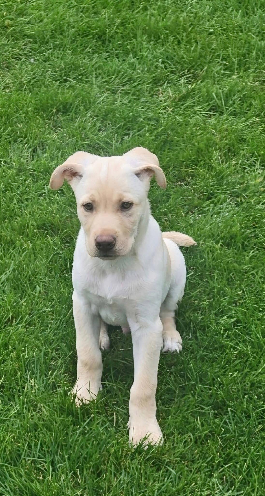 Enlarge **FOZZIE**, a Adoptable mixed breed in North Prairie, WI image 2/2
