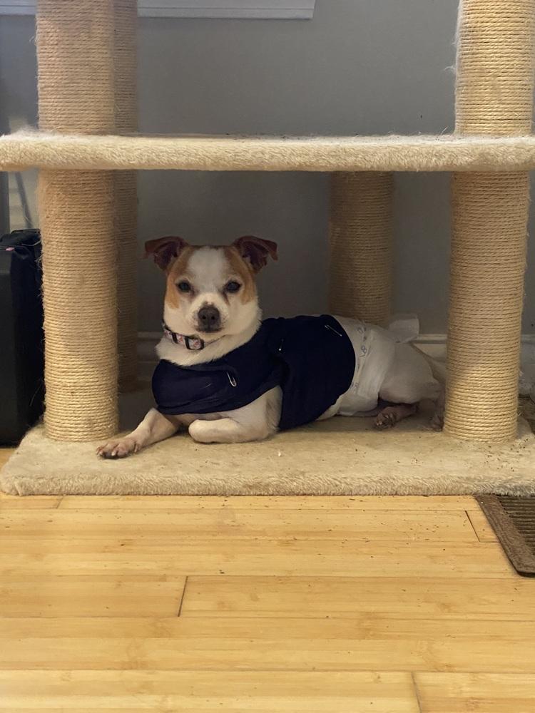 Enlarge Randy (26-026 D), a Adoptable mixed breed in Lansing, MI image 1/5