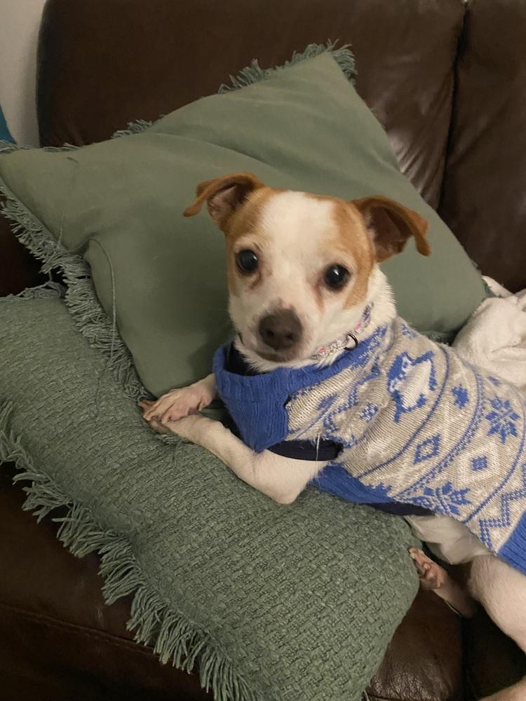 Enlarge Randy (26-026 D), a Adoptable mixed breed in Lansing, MI image 2/5