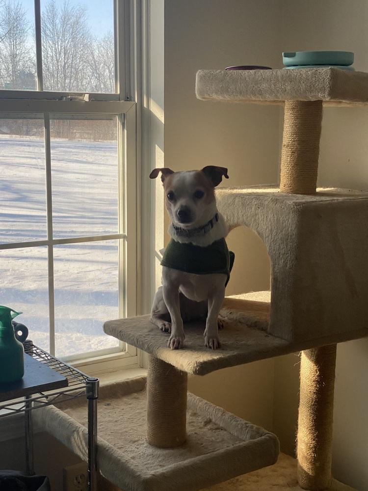 Enlarge Randy (26-026 D), a Adoptable mixed breed in Lansing, MI image 3/5