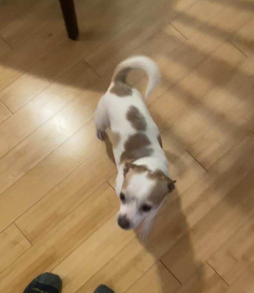 Enlarge Randy (26-026 D), a Adoptable mixed breed in Lansing, MI image 4/5