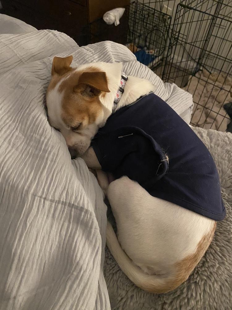 Enlarge Randy (26-026 D), a Adoptable mixed breed in Lansing, MI image 5/5