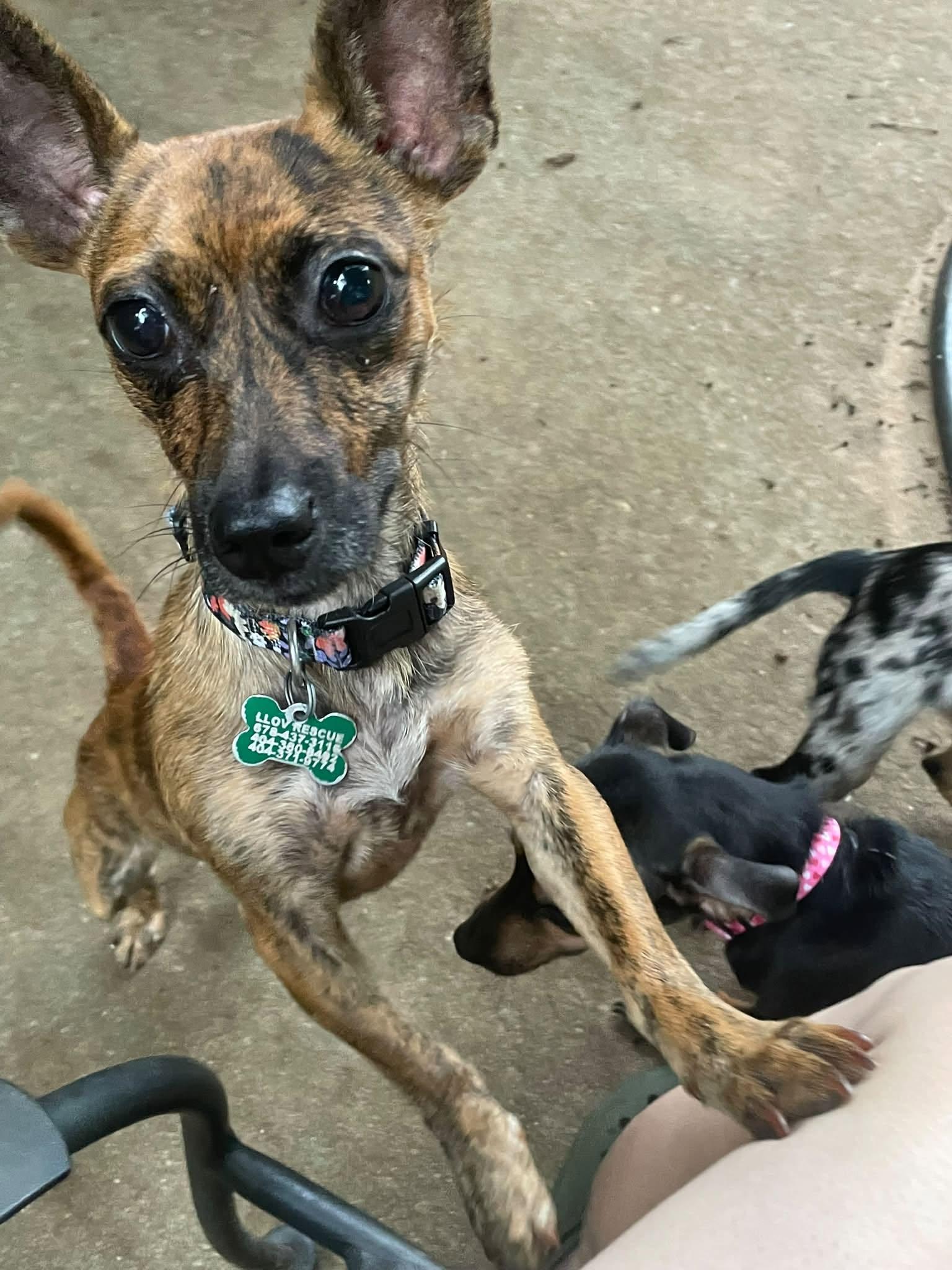 Lily, ADOPTABLE, Young Female Chiweenie.