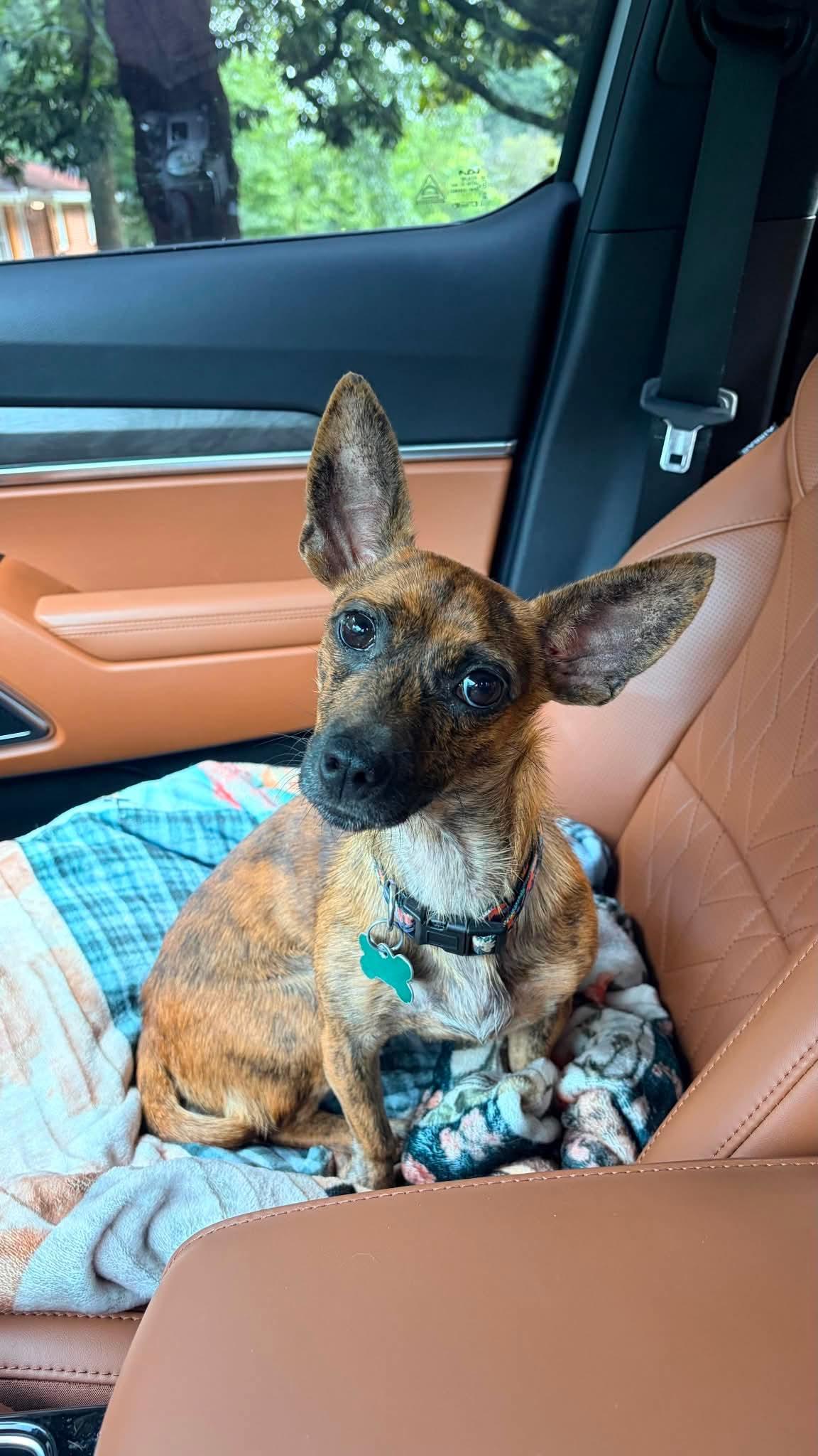 Enlarge Lily, a ADOPTABLE mixed breed in East Point, GA image 2/2