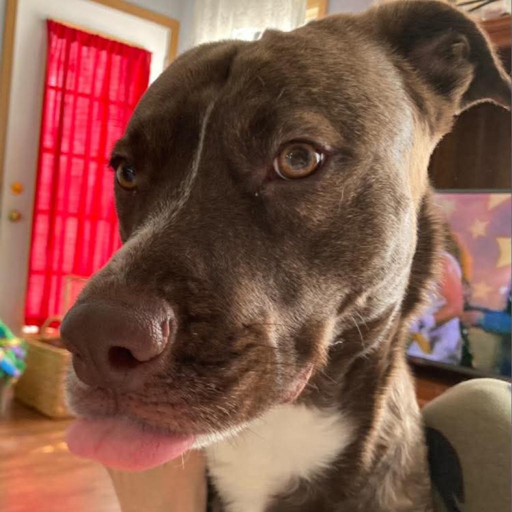 Lily Pearl, a Adoptable mixed breed in Tomah, WI image 1/6