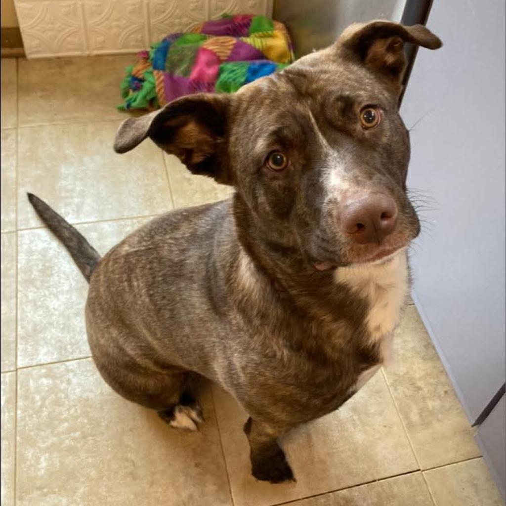 Lily Pearl, a Adoptable mixed breed in Tomah, WI image 2/6