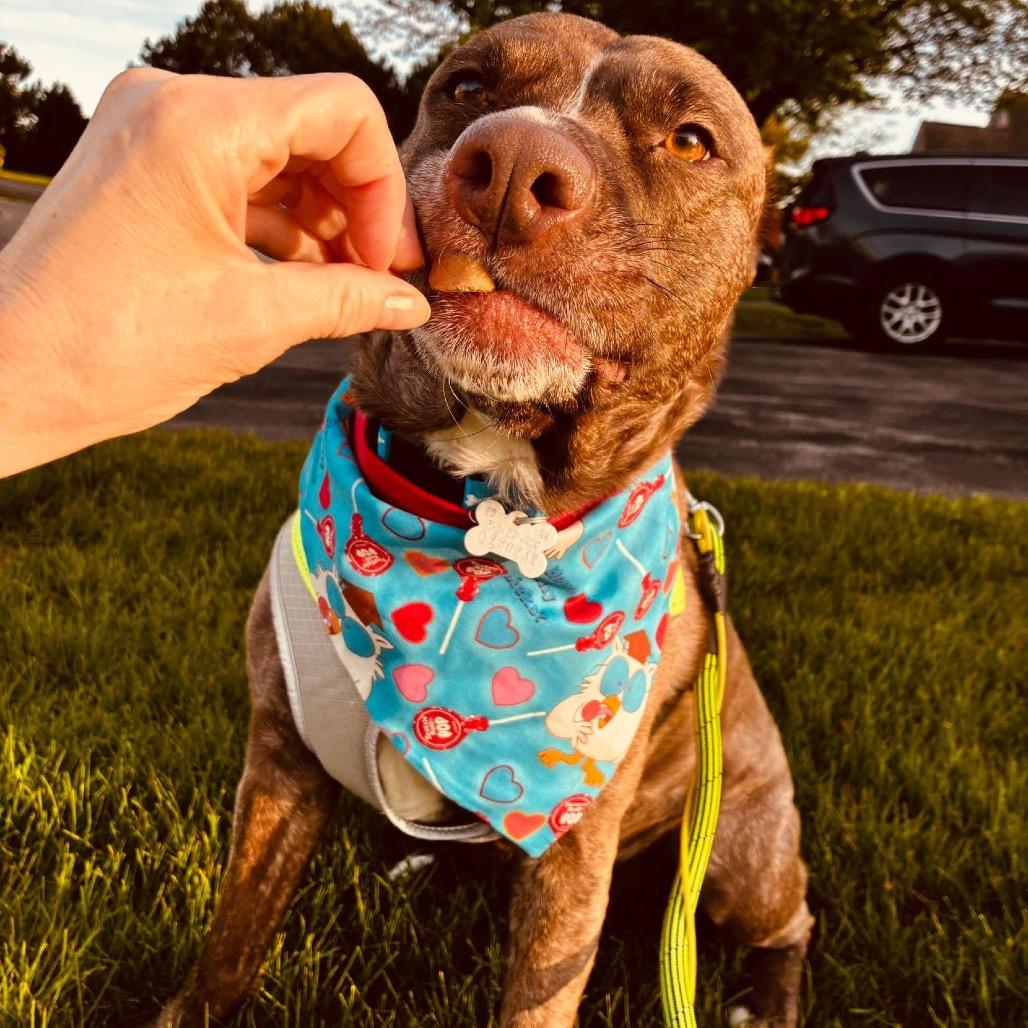 Lily Pearl, a Adoptable mixed breed in Tomah, WI image 3/6