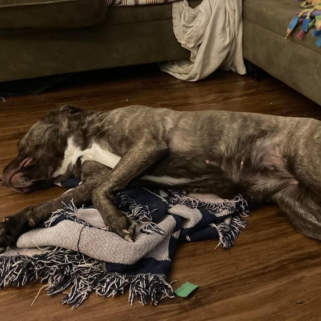 Lily Pearl, a Adoptable mixed breed in Tomah, WI image 3/6