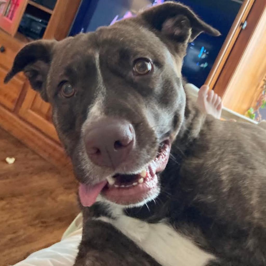 Lily Pearl, a Adoptable mixed breed in Tomah, WI image 4/6