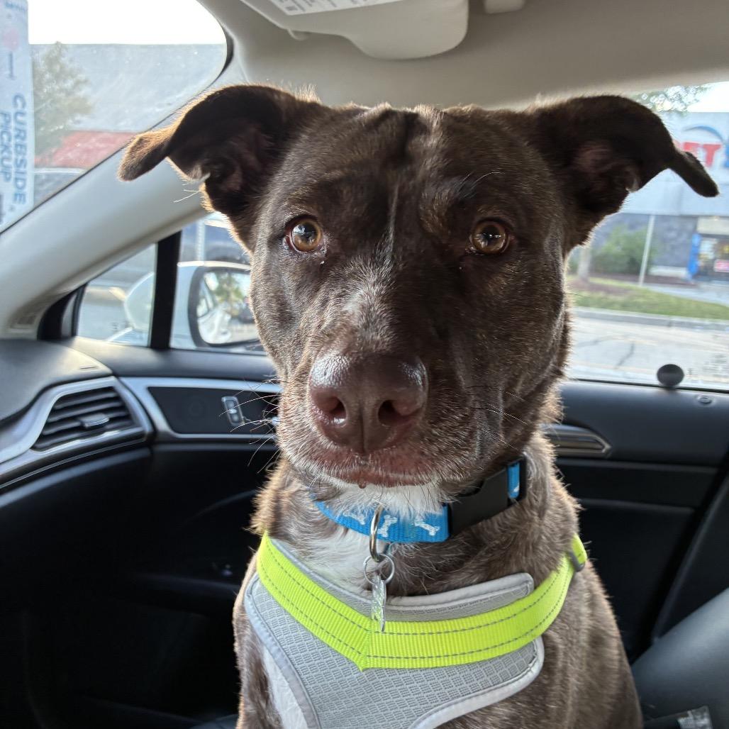 Lily Pearl, a Adoptable mixed breed in Tomah, WI image 5/6