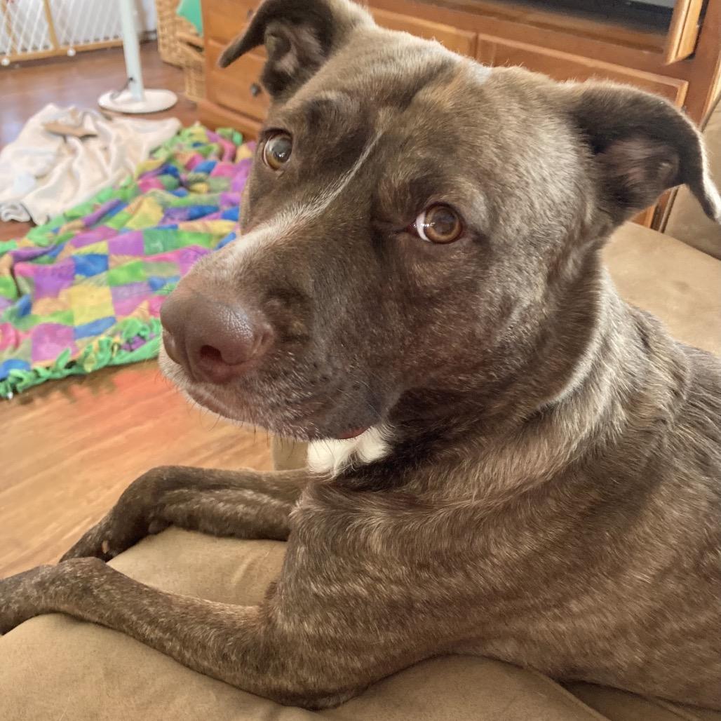 Enlarge Lily Pearl, a Adoptable mixed breed in Tomah, WI image 5/6
