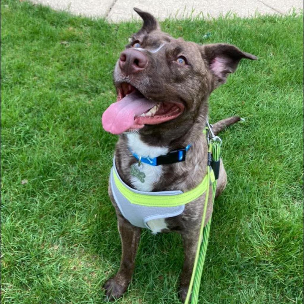 Lily Pearl, a Adoptable mixed breed in Tomah, WI image 6/6