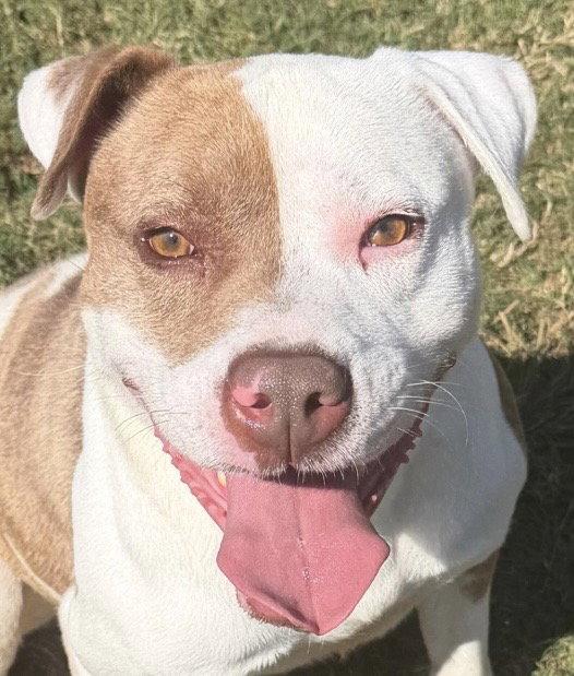 Enlarge Ivan, a Adoptable Pit Bull Terrier in Carrollton, GA image 2/2