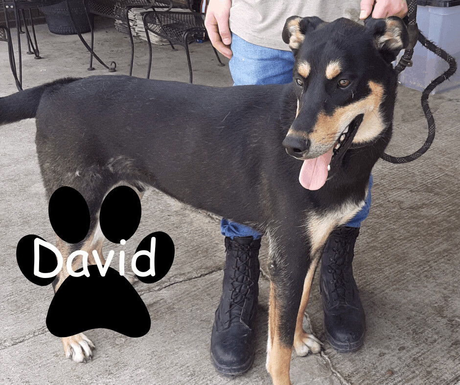 David, an adopted Australian Kelpie & Doberman Pinscher Mix in Marion, IN_image-1