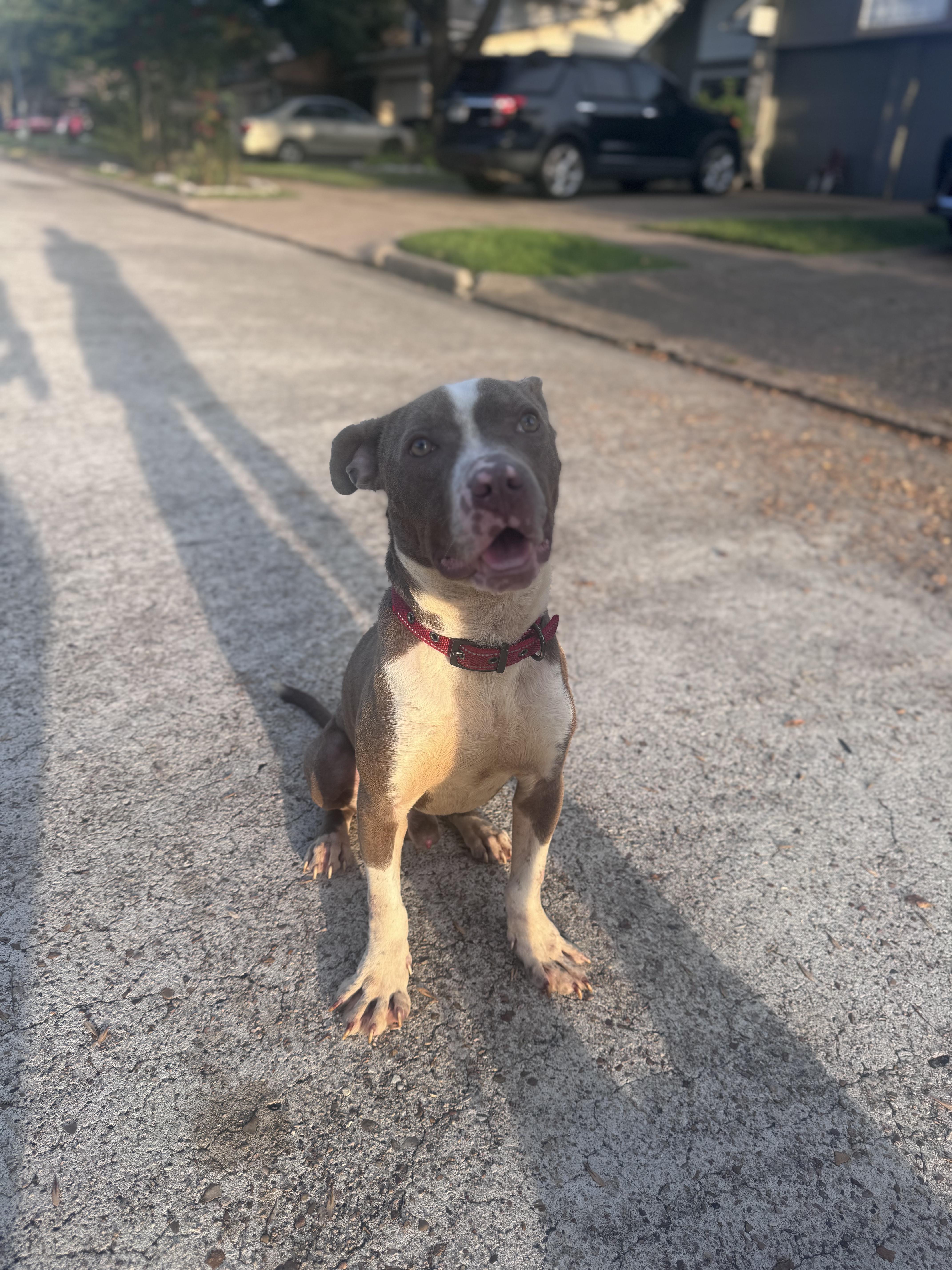 Max, Adoptable, Young Male American Staffordshire Terrier.