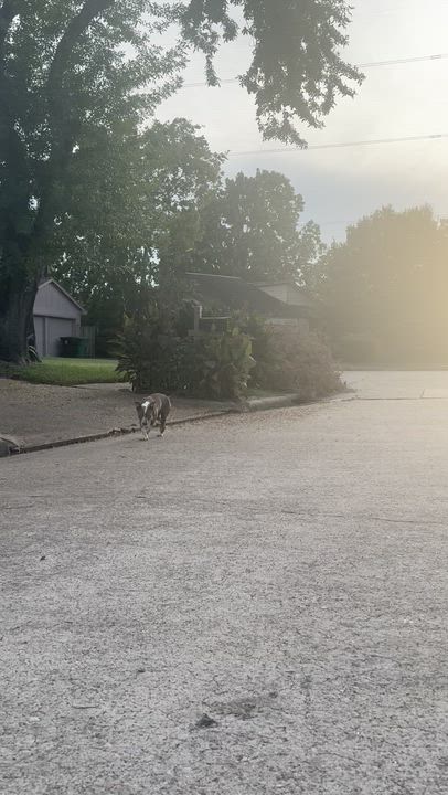 Enlarge Max, a Adoptable American Staffordshire Terrier in Houston, TX video 3/3