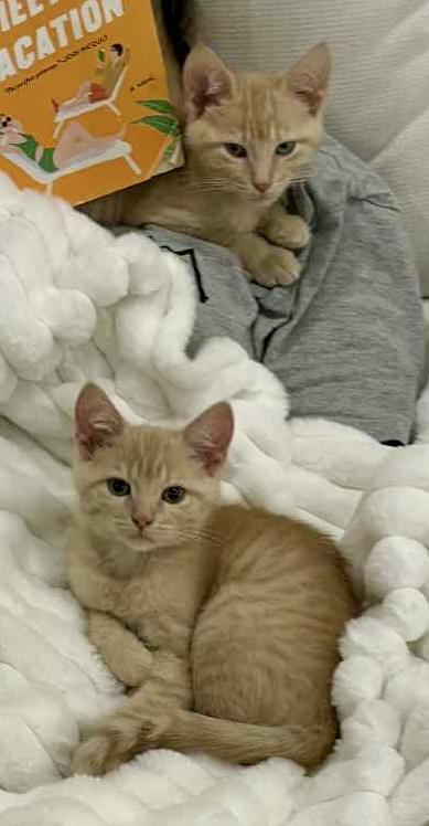 Enlarge Butter and Brie- dual adoption only., an adoptable Domestic Short Hair in Pointe-Claire, QC image 3/5