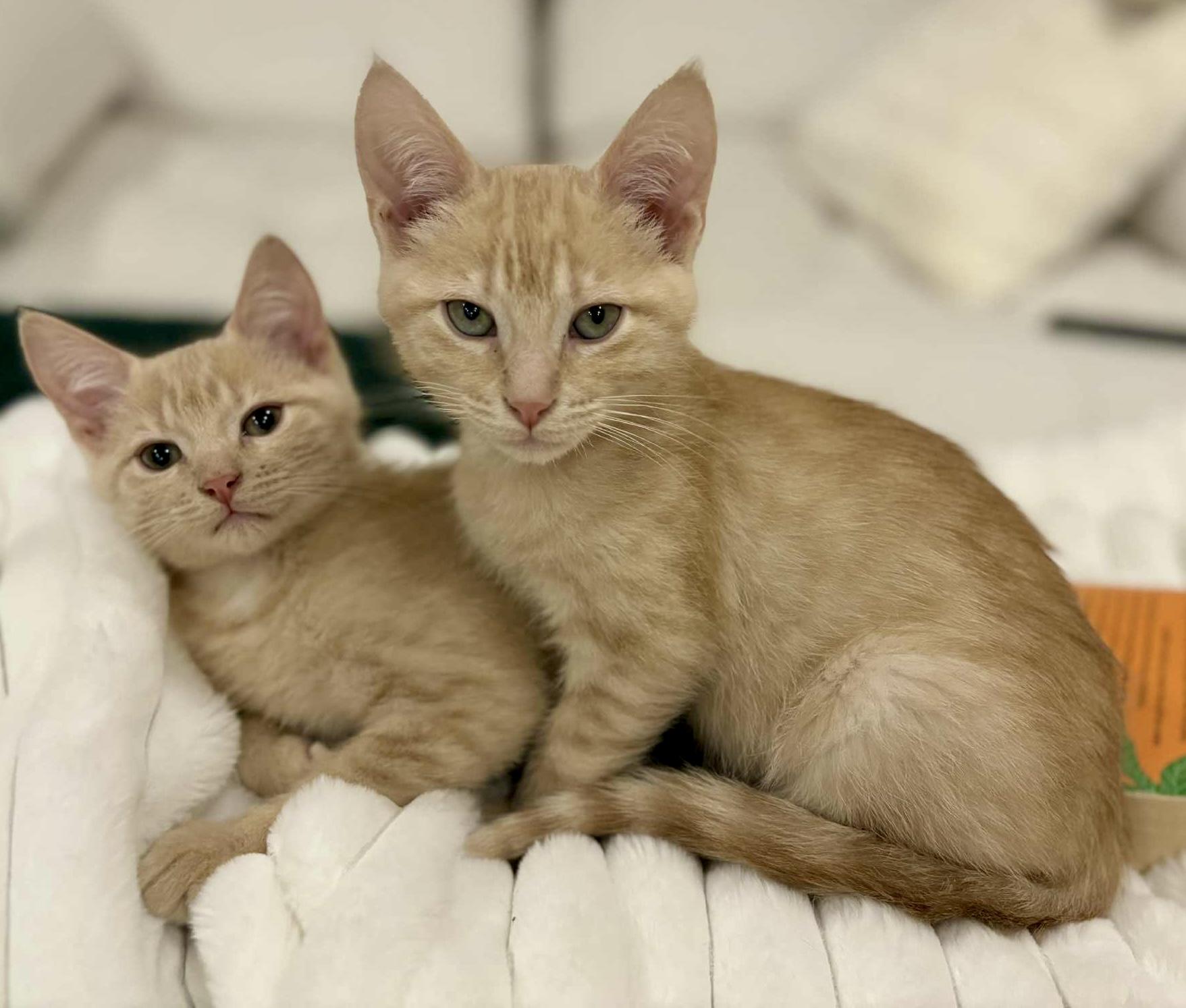 Enlarge Butter and Brie- dual adoption only., an adoptable Domestic Short Hair in Pointe-Claire, QC image 2/5