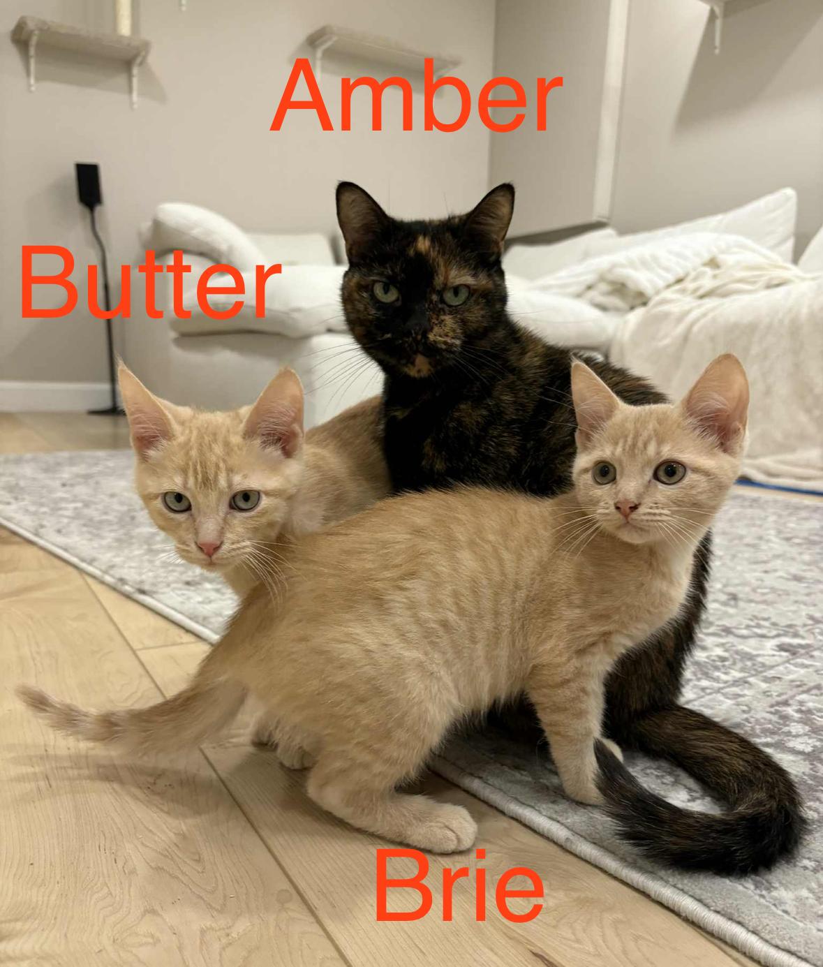 Enlarge Butter and Brie- dual adoption only., an adoptable Domestic Short Hair in Pointe-Claire, QC image 1/5