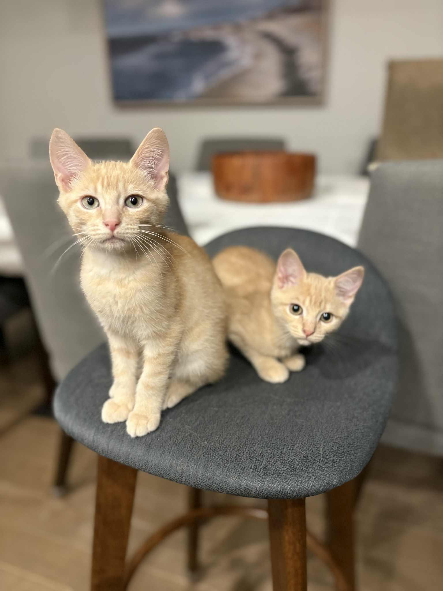 Enlarge Butter and Brie- dual adoption only., an adoptable Domestic Short Hair in Pointe-Claire, QC image 5/5