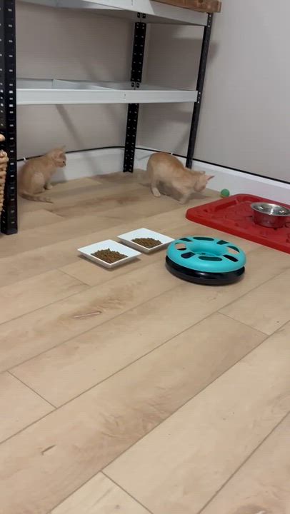 Enlarge Butter and Brie- dual adoption only., an adoptable Domestic Short Hair in Pointe-Claire, QC video 4/5