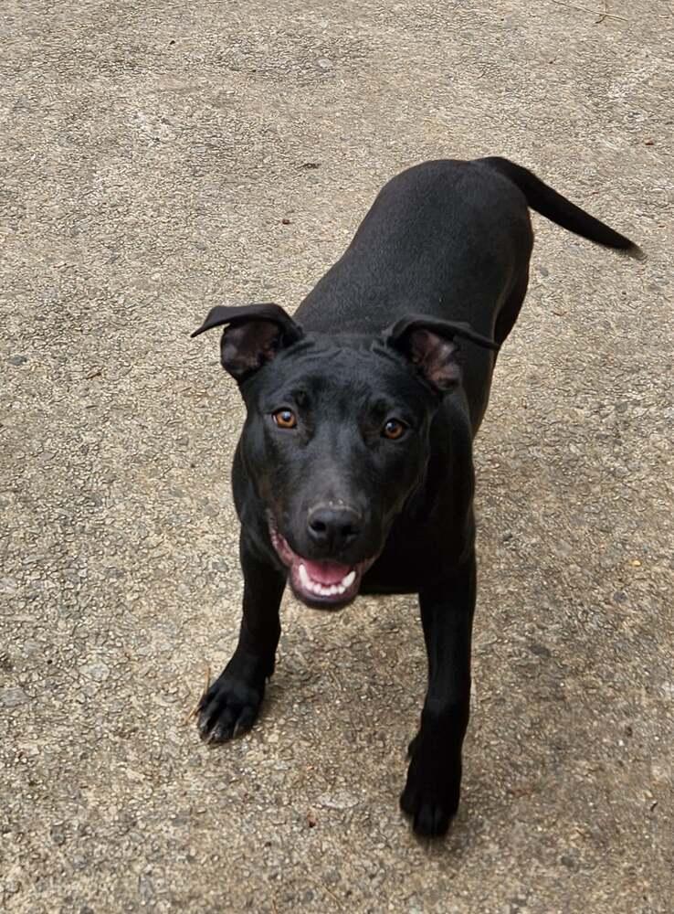 Raven, Adoptable, Adult Female Labrador Retriever & Terrier.