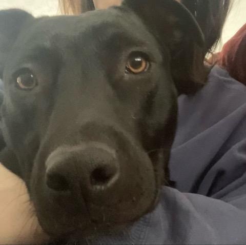 Raven, Adoptable, Adult Female Labrador Retriever & Terrier.