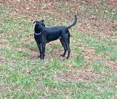 Enlarge Raven, a Adoptable mixed breed in Douglasville, GA image 2/6