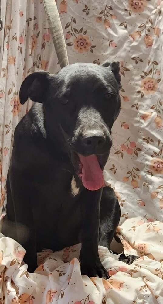 Enlarge Raven, a Adoptable mixed breed in Douglasville, GA image 3/6