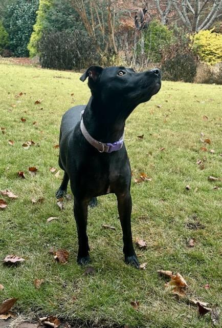 Enlarge Raven, a Adoptable mixed breed in Douglasville, GA image 4/6