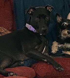 Enlarge Raven, a Adoptable mixed breed in Douglasville, GA image 6/6