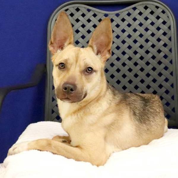 Malina, Adoptable, Adult Female Shepherd.