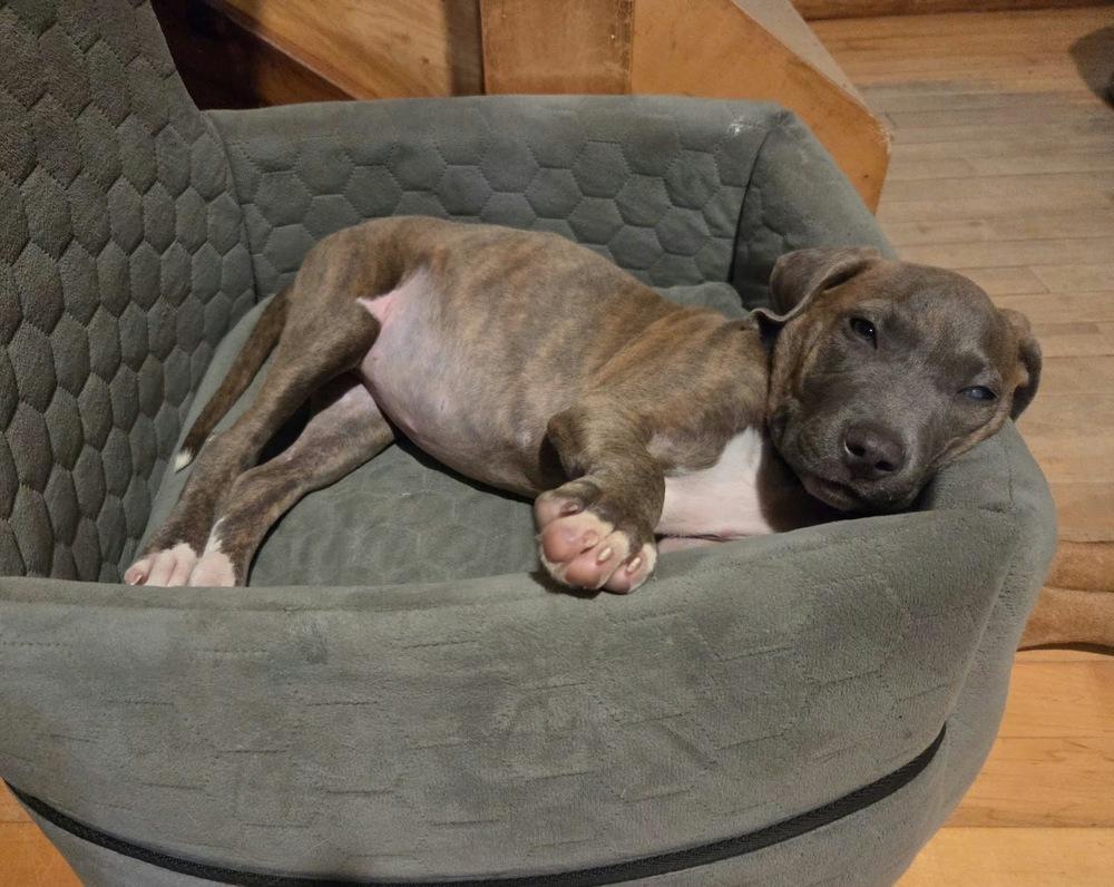 Enlarge Betty, a Adoptable Pit Bull Terrier in Rockland, WI image 1/6