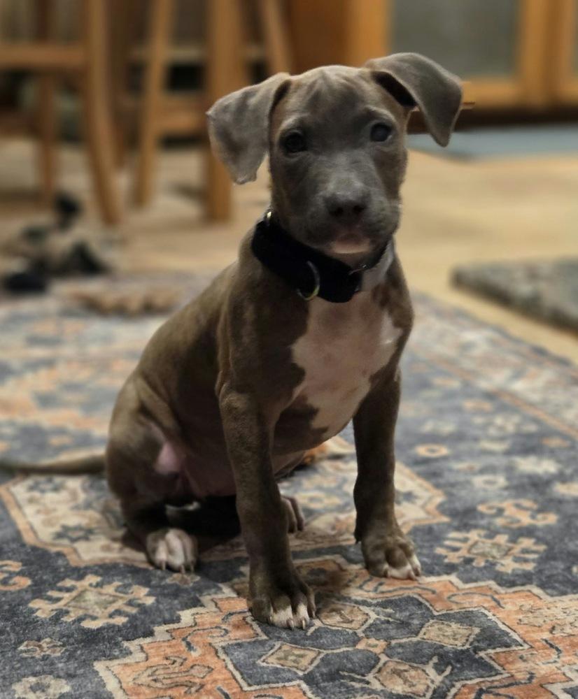 Enlarge Betty, a Adoptable Pit Bull Terrier in Rockland, WI image 2/6