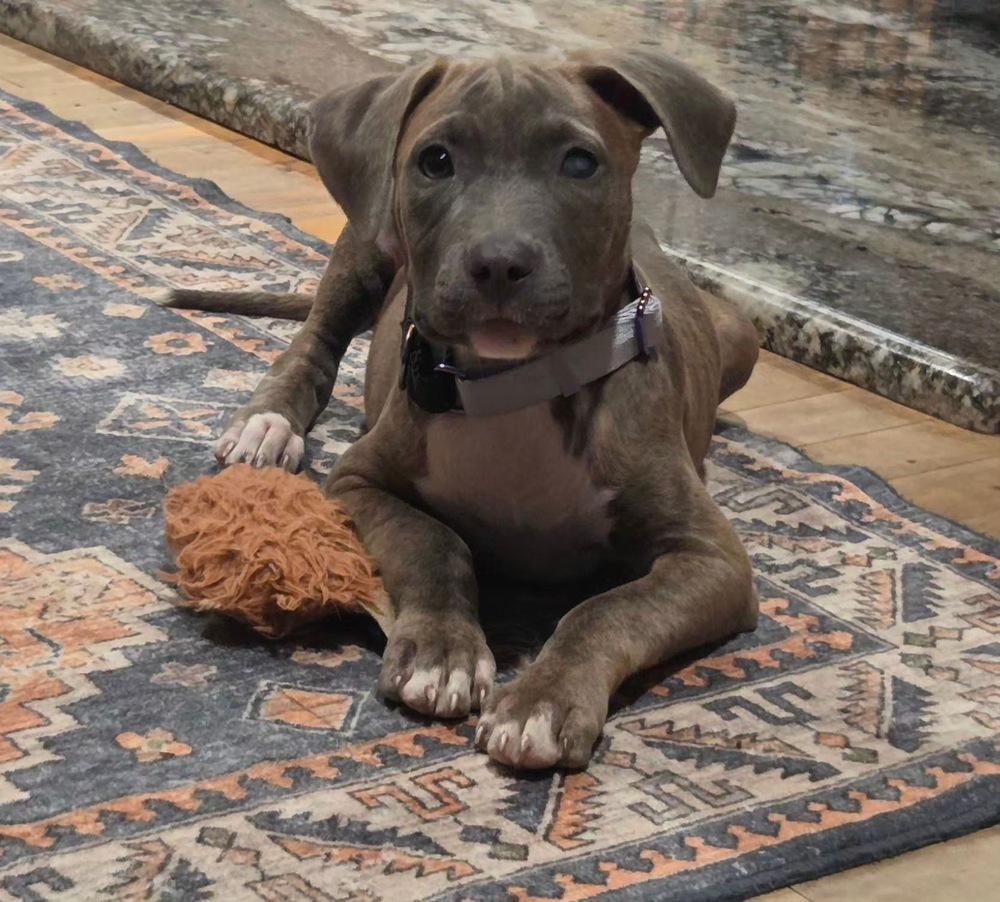 Enlarge Betty, a Adoptable Pit Bull Terrier in Rockland, WI image 4/6