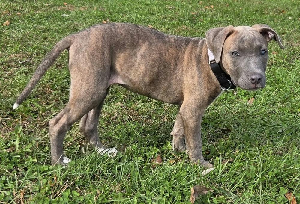 Enlarge Betty, a Adoptable Pit Bull Terrier in Rockland, WI image 5/6